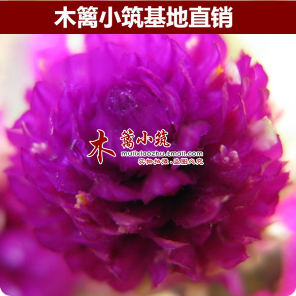 盆栽植物 花卉【红丝】康乃馨 室内四季播种（50粒）