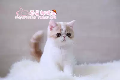 Pure CFA pedigree red and white Sanskrit DD male exotic shorthair cat Garfield certificate has arrived at Guangzhou's new home