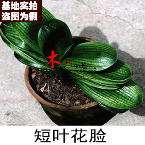 【短叶花脸16】盆栽花卉君子兰 雀兰君子兰 阳台桌面精品君子兰