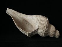 A giant snail that has been buried in the ground has the word 奕 engraved inside.