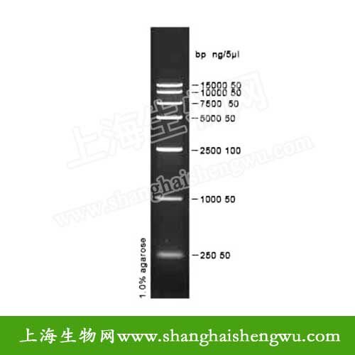 DL15000 Plus 50T 250ul DNA Marker 分子量标准 R04029 核酸电泳