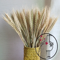 Dried flowers natural color natural wheat wheat ears yellow barley sorghum ears Air-dried petals Plant raw materials vintage decoration
