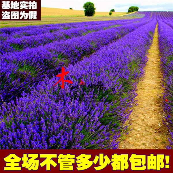 室内盆栽花卉普罗旺斯薰衣草 法国-薰衣草代表真爱-期待爱情