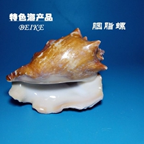 Full 35 yuan Rouge 8-10cm natural shell conch fish tank landscaping decoration ornaments collection