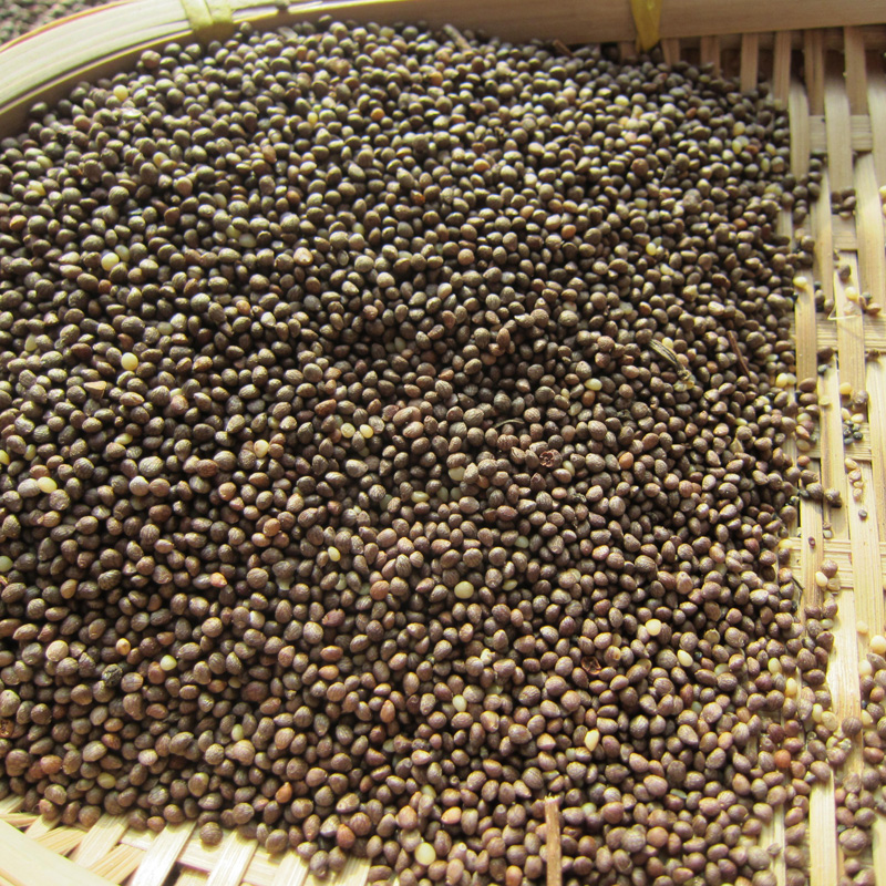 Northeast green leaf perilla seed black suzi seed suzi perilla seed suzi perilla seed can be grown to squeeze oil out of oil high perilla 500g