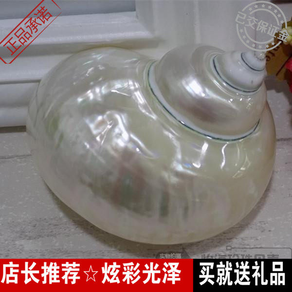 Polished Polished White Jade Stun White Glossy Terrace Decoration Collection Fish Tank Building Sea Snail Shell Roll Befish Coral