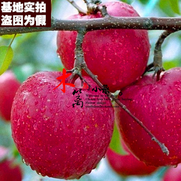 【红将军15】盆栽/地栽柱状苹果 嫁接苗苹果  当年结苗