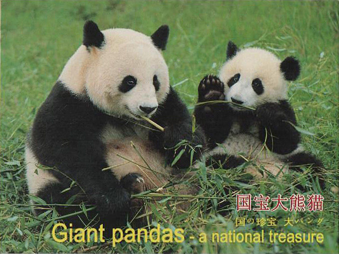 National Treasure Giant Panda Postcard Full Set of 12 Zhang all featured Sichuan scenery souvenirs to go abroad for small gifts