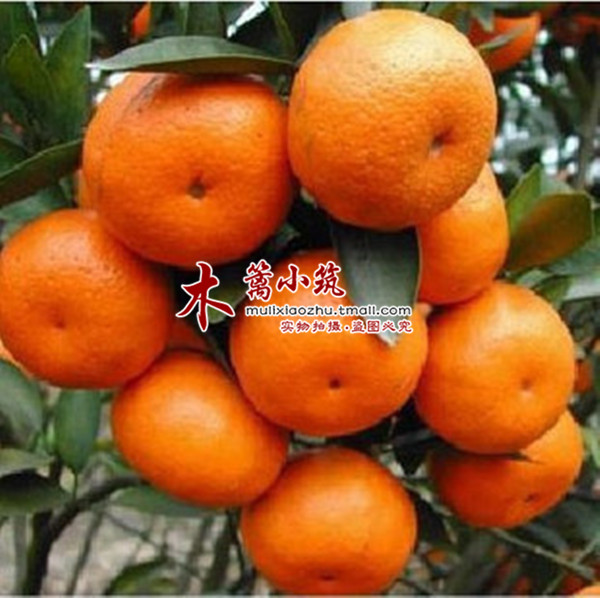 【特早熟蜜桔】阳台室内绿植花卉盆栽 桔子苗桔子苗金桔苗橘子苗