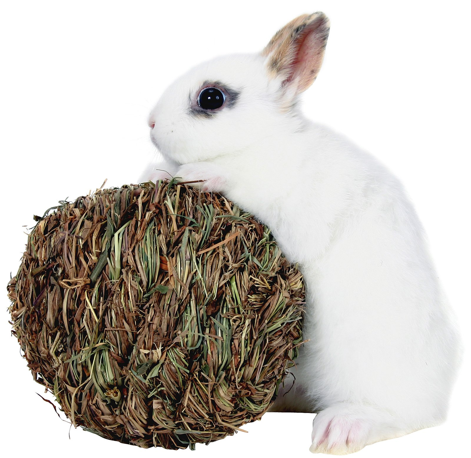 Какие Игрушки Купить Кролику