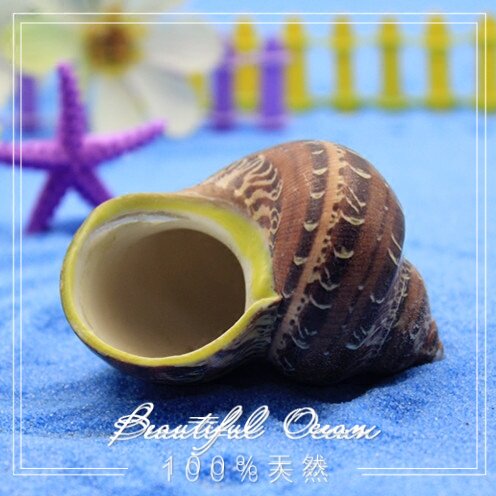 Full 35 yuan natural conch shell coral ancient scroll shellfish Hermit crab aquarium decoration