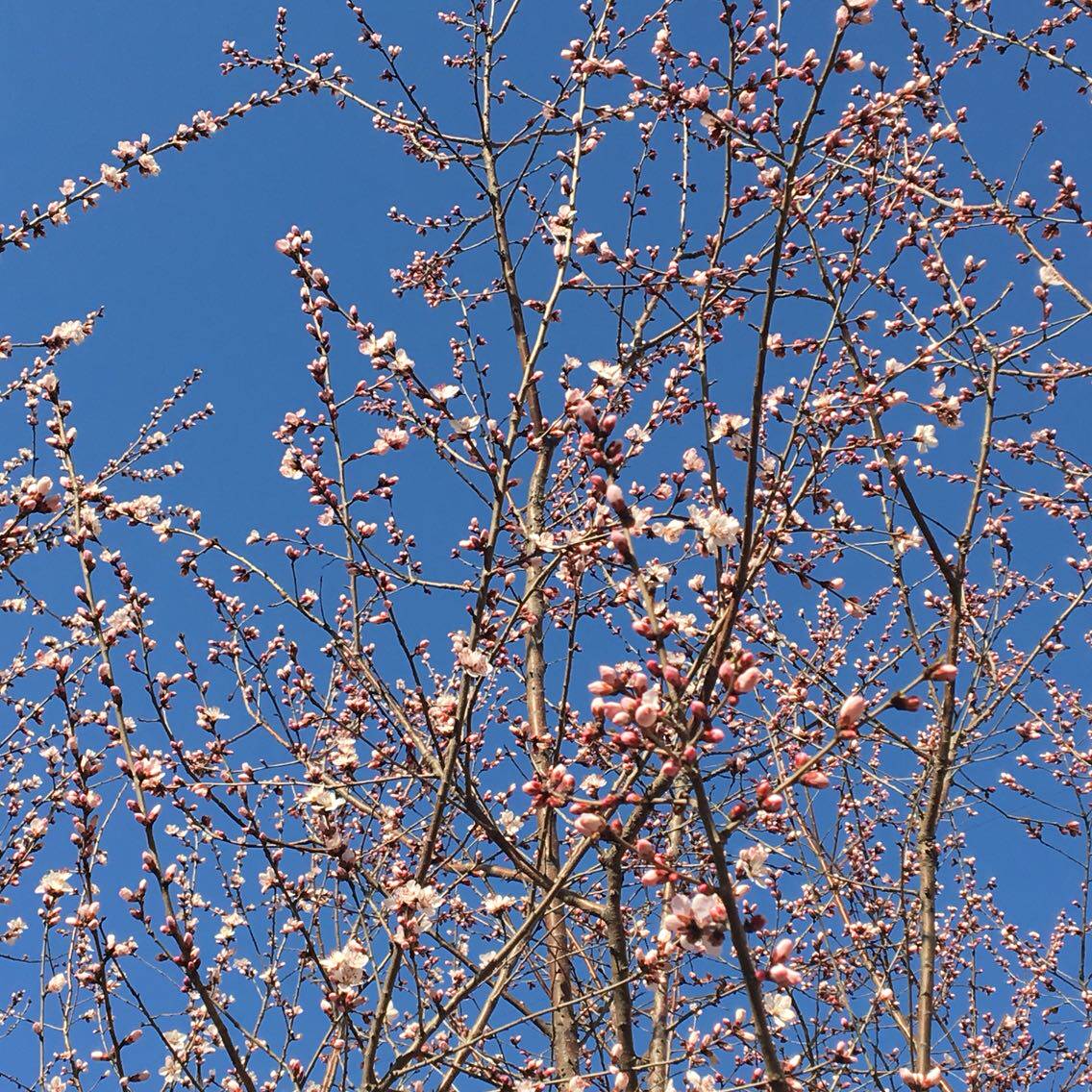 Orders for no-phase fasting customers