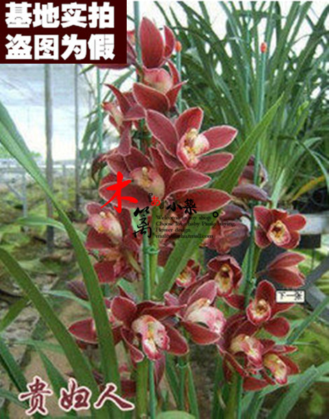 【贵妇人17】盆栽花卉兰花苗大花蕙兰蝉兰虎头兰【30粒装】