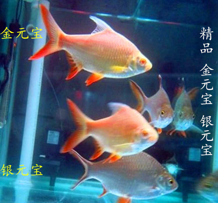 觀賞熱帶魚泰國鯽金元寶銀元寶雙線側黃金鯽羣遊魚種包活體批發