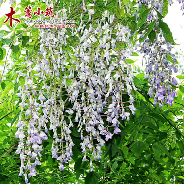 庭院花卉 本白玉藤苗 紫藤花苗紫藤苗爬藤植物攀援速度快紫藤苗