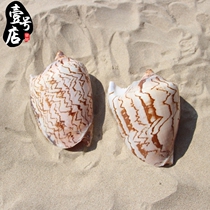 Hainan Sanya big sea snail big shell home decoration creative jewelry study decoration decoration hotel front desk