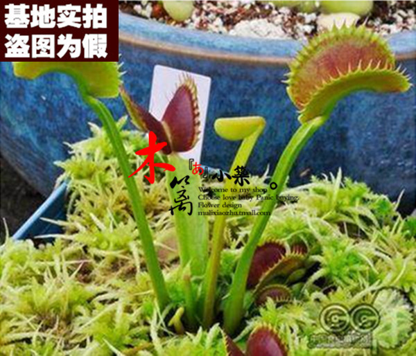 【长柄捕蝇草16】盆栽花卉 食虫草 捕蝇草 夏季驱蚊 20粒