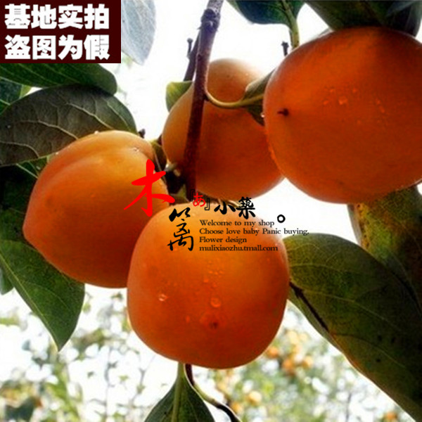 【牛心柿子二号15】柿子苗柿苗嫁接苗庭院阳台盆栽地栽全国可种植