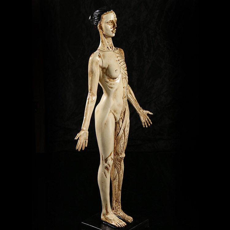 Medical teaching resin female model medical human anatomy human muscle teaching model painting art