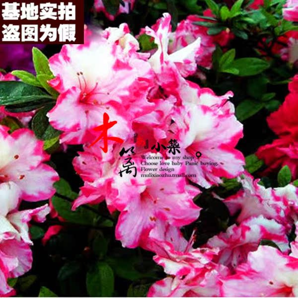 【21号杜鹃】室内盆栽花卉 盆栽杜鹃花 红丝杜鹃 西洋杜鹃花苗