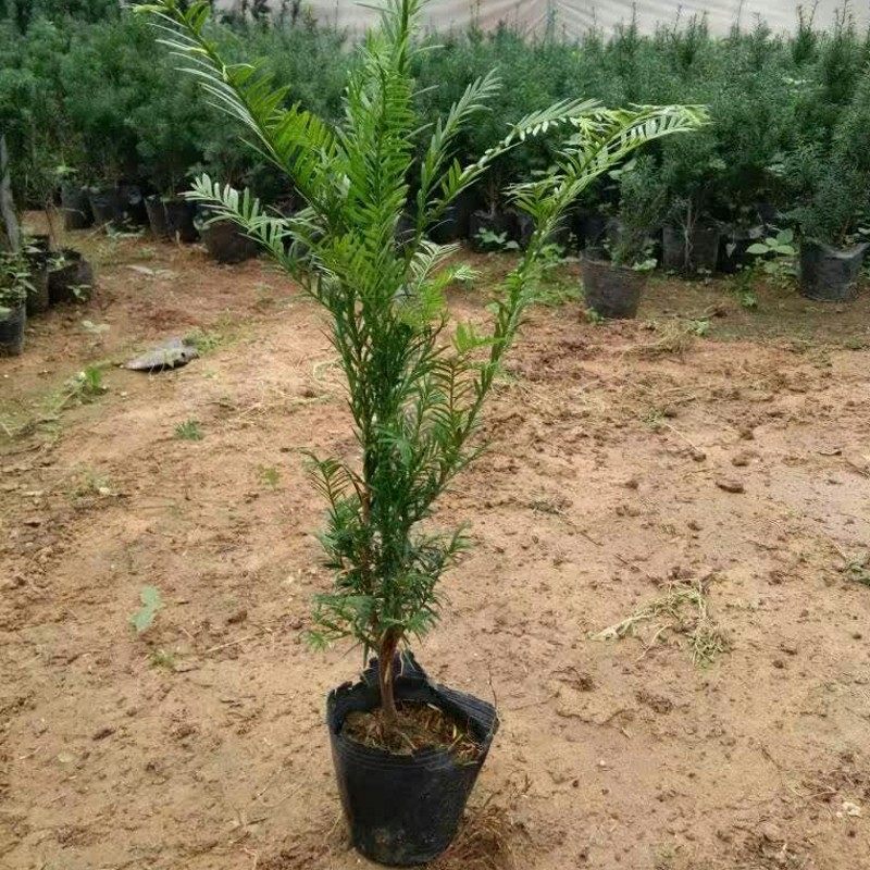 �̴�춹ɼ������ hds 00