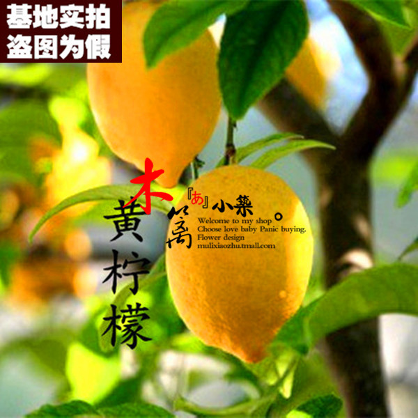 黄柠檬15 盆栽苗香水柠檬苗柠檬苗办公室盆栽 柠檬苗 带土发货