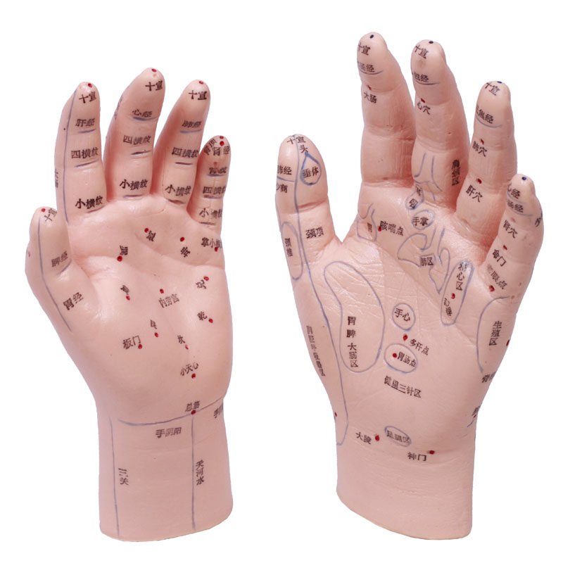 经络通 针灸模型 双手部穴位反射区模型 一对装 双手模型TL