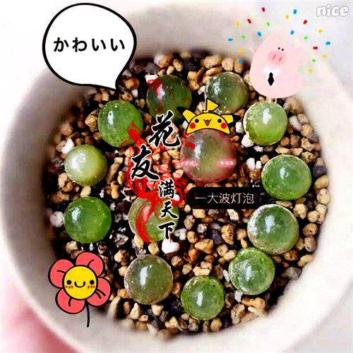 多肉植物灯泡种子多肉植物种子玉露种子多肉种子 灯泡多肉灯泡