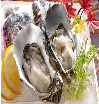 Import of live Kumamoto raw oysters fresh raw oysters