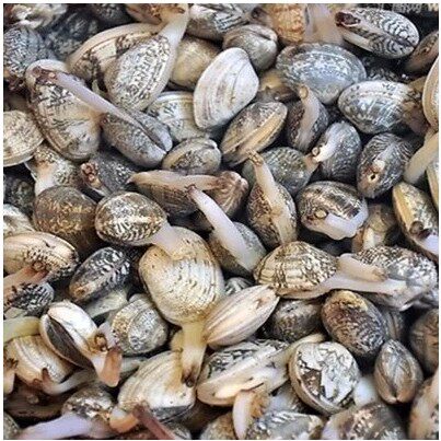 Live a big fat, delicious little fried babes shell, almost sand-free