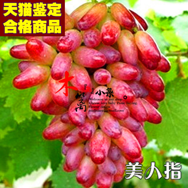 【美人指15】当年结果 庭院阳台盆栽地栽葡萄苗 南北方种植