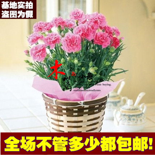 绿植四季花卉 盆栽康乃馨 康乃馨花卉苗木香草 庭院美化