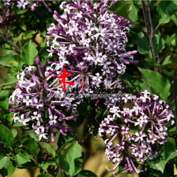 【紫萼丁香】庭院盆栽花卉植物 丁香苗 丁香花苗 香味浓厚