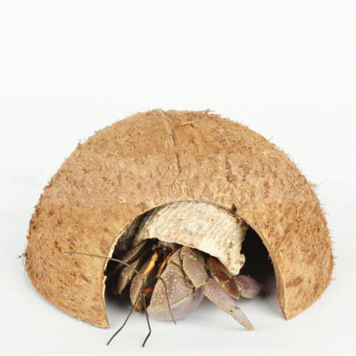 Natural coconut shell to avoid small suitable for spider scorpion lizard gecko toy snake small turtle