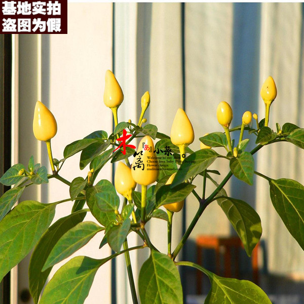 【迷你辣椒16】甜椒 辣椒 朝天椒 阳台种菜盆栽 花种 盆栽种植