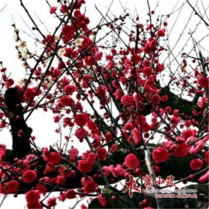 当年可开花 精品梅花苗【朱砂梅】阳台庭院盆栽地栽绿化 不惧严寒