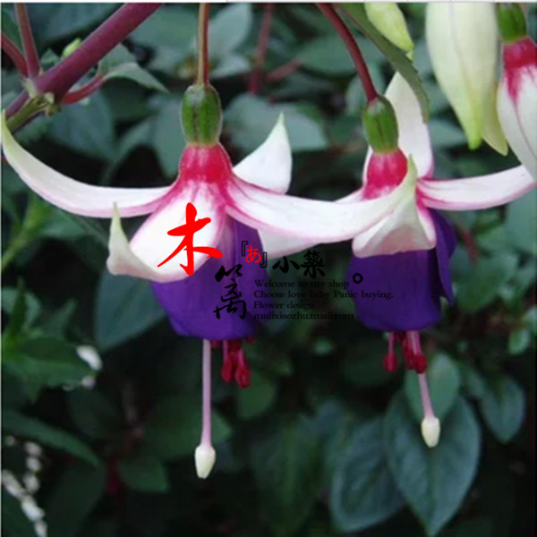 【安吉】盆栽室内花卉倒挂金钟苗 吊钟海棠/吊钟花/灯笼海棠