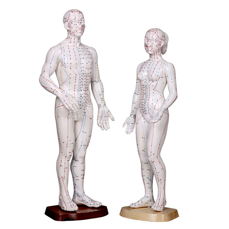 经络通 人体穴位模型 中医经络通男模女模 标准穴位模型 TL