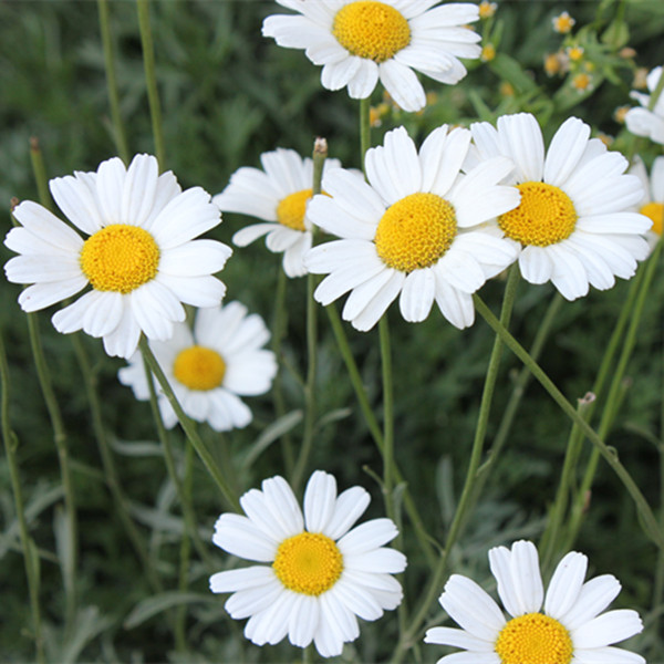 【除虫菊】花卉 多年生天然驱蚊虫 阳台庭院盆栽种植奇趣植物