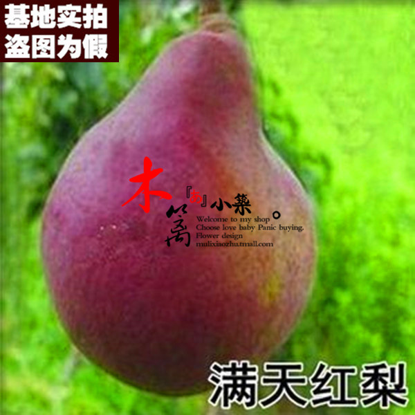 【满天红梨15】庭院盆栽地栽梨苗梨树嫁接苗 黄金梨苗 香梨苗