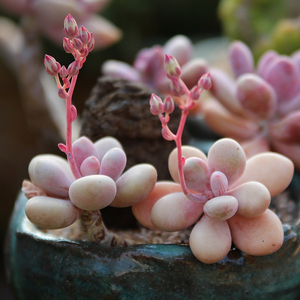 近花缘 迷你桌面多肉植物组合 1元1个 满￥18包邮