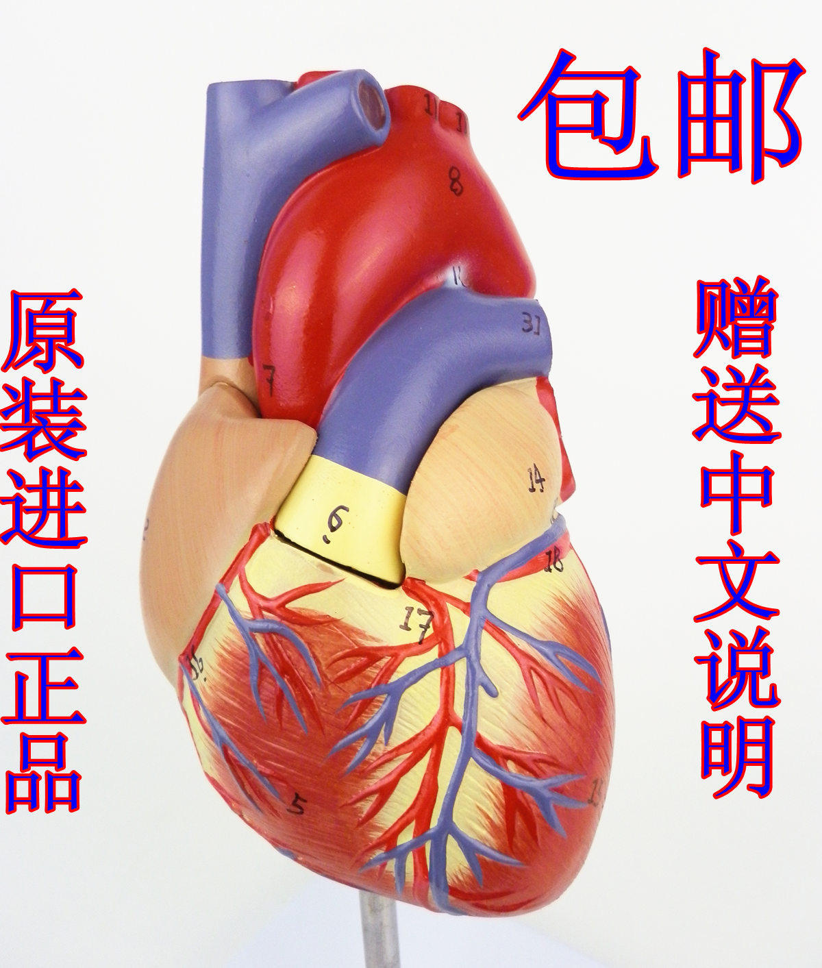 (Buy 1 Get 2) Imported Heart Anatomy Model (2 Parts)-1:1 Heart Model Heart Model
