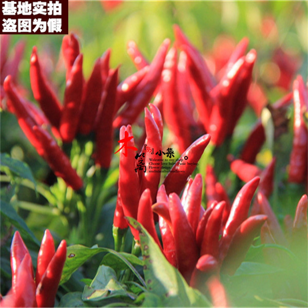 【野生朝天椒16】甜椒 辣椒 朝天椒 阳台种菜盆栽 花种 盆栽种植