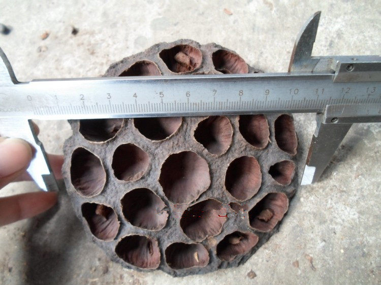 Wholesale supply dry flower process materials Dry Limpong 3 - 12cm, our store supports mixed batch DIY shooting props