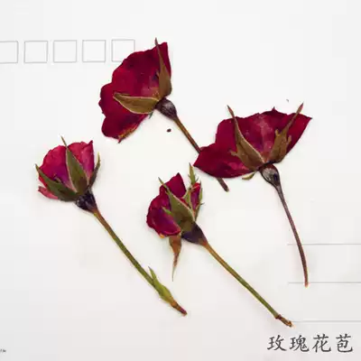 With branch side pressure rose rose flower bud dry flower flower flower plant specimen drop glue mobile phone Protective case diy flower