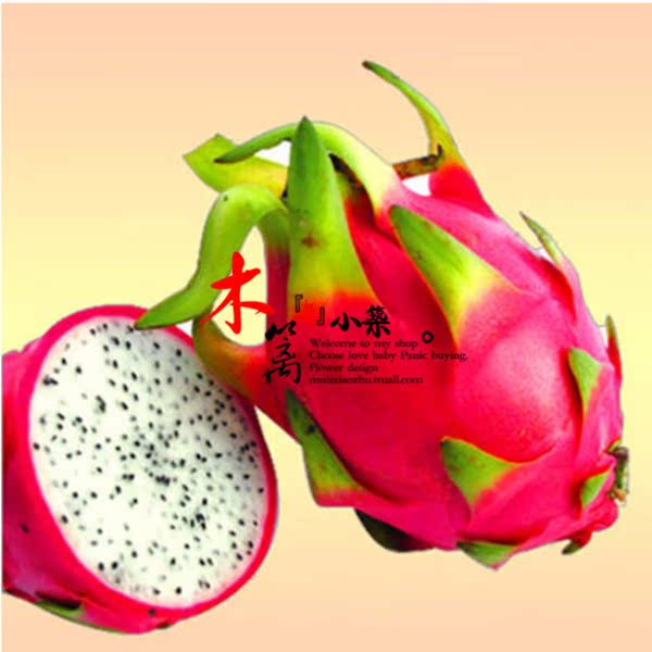 【细微】盆栽地栽庭院植物扦插台湾黄皮黄肉火龙果 当年产量高