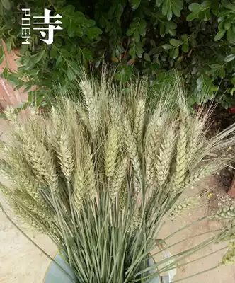 Natural ear of wheat dried flower bouquet opening barley pastoral style decoration gift shooting props ear of rice dried flower real flower