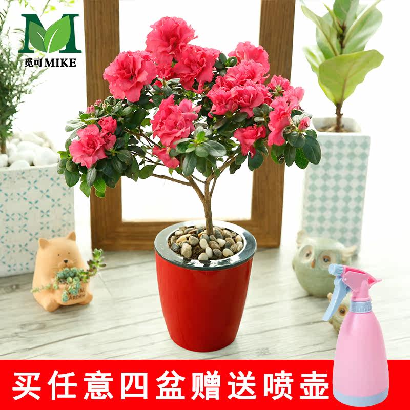 �ٿɶž�����