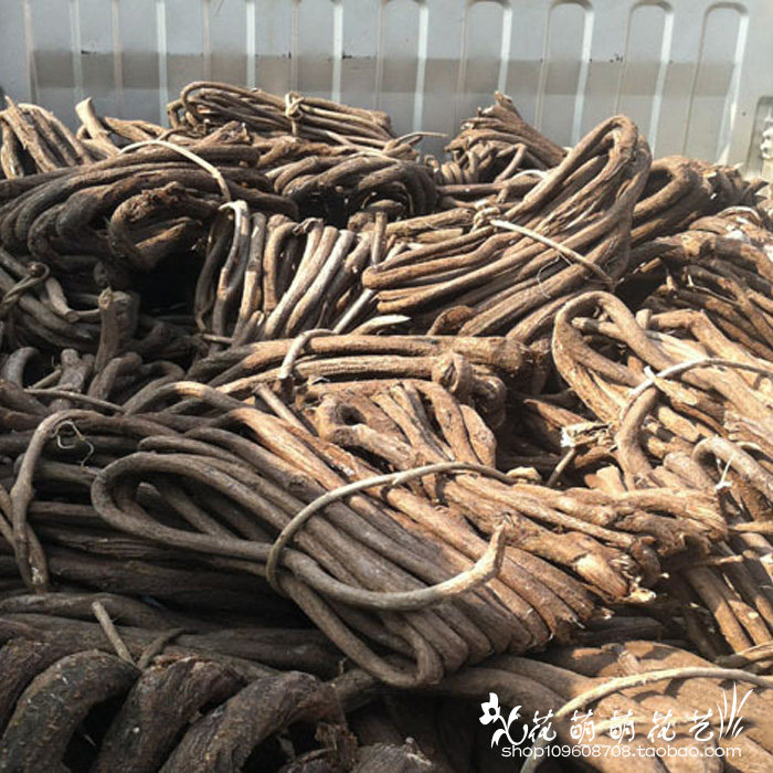 Emulated grapevine rattan rattan rattan rattan vine red mountain vine Vine Decoration Vines Wall Piping Suspended Ceiling Styling Special Price