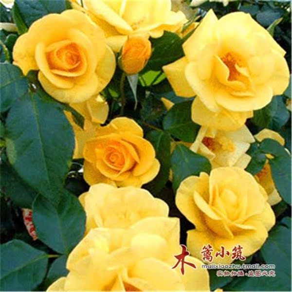盆栽月季16 微型月季 迷你玫瑰 多头玫瑰花苗 多个品种A款